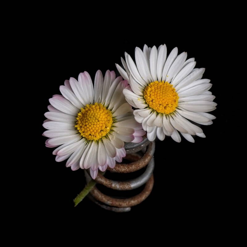 spring-choc-standard.jpg