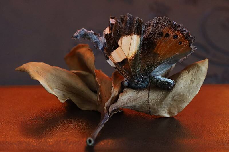 still-life-fraying-at-the-edges-chal-standard.jpg