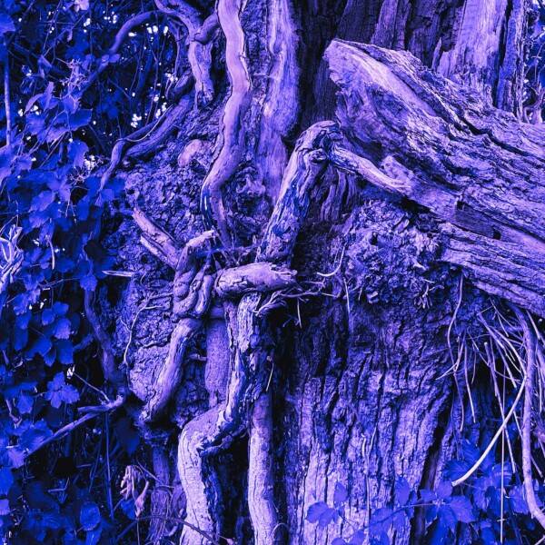 stumped-for-a-title-decay-chal-standard.jpg