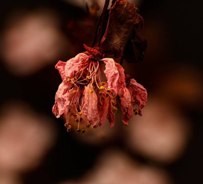the-wilting-hour_chal-standard.jpg