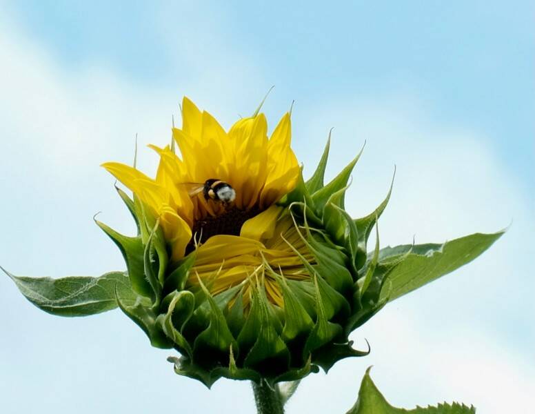theopeningsunflower_resize-web-1.jpg