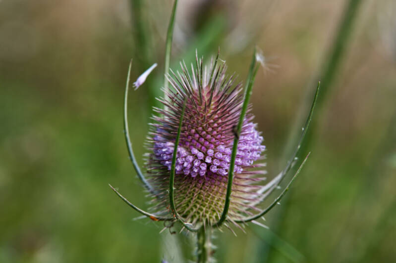 timeforteasel-web.jpg