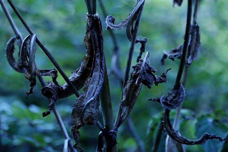 twisted-after-life-chal-standard.jpg