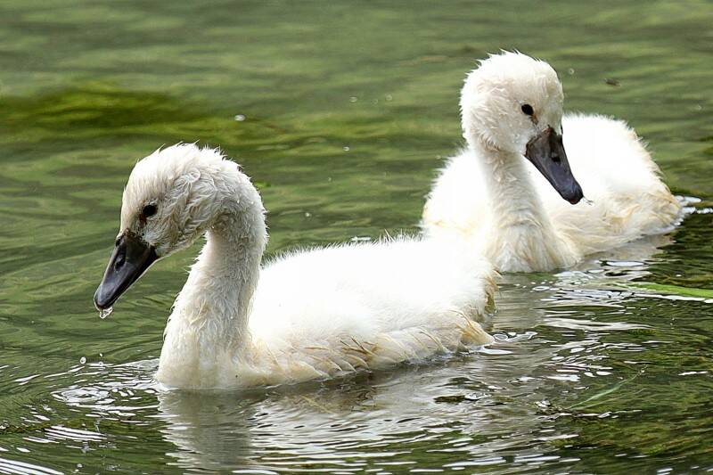 two-cygnets-standard.jpg