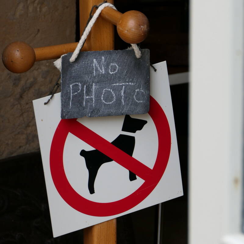 unusual-no-dog-photos-standard.jpg