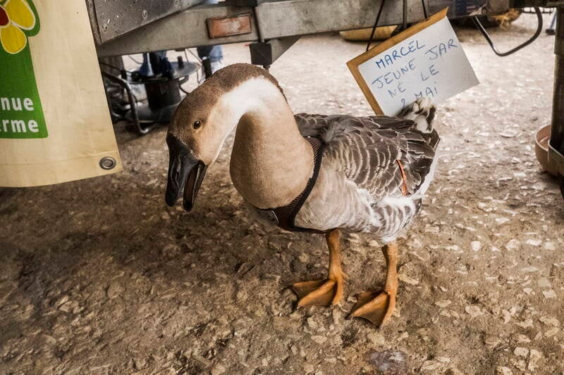 unusual-pet-goose-standard.jpg
