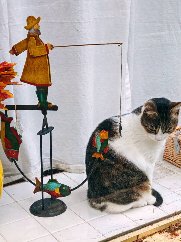 unusual_boredcat-standard.jpg