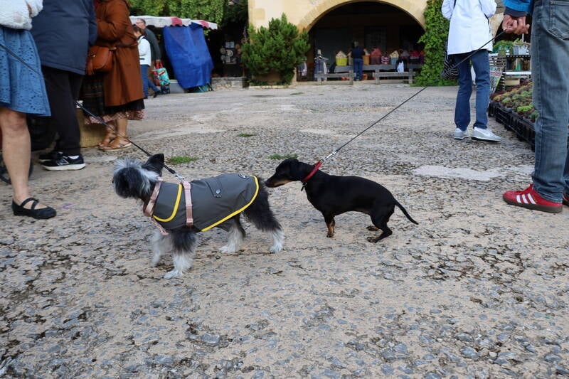 unusual_snifferdog-standard.jpg