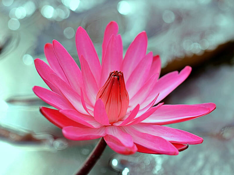 waterlily-oc-web-2.jpg