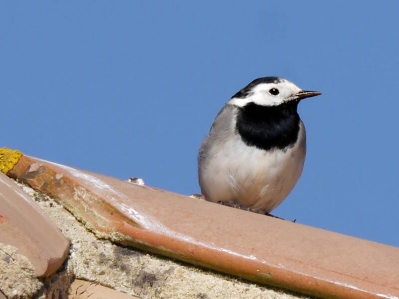 white-wagtail-choc-standard.jpg