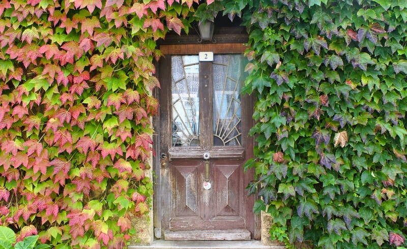 window_creeper-standard.jpg