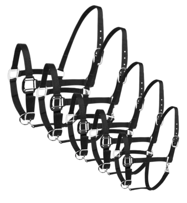 Stevig nylon halster met gesp