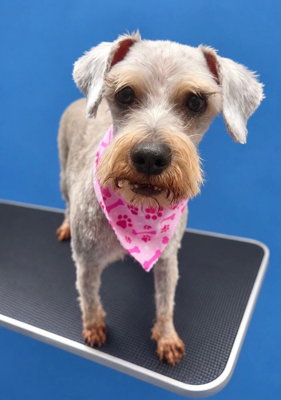 img_6303-standard.jpg