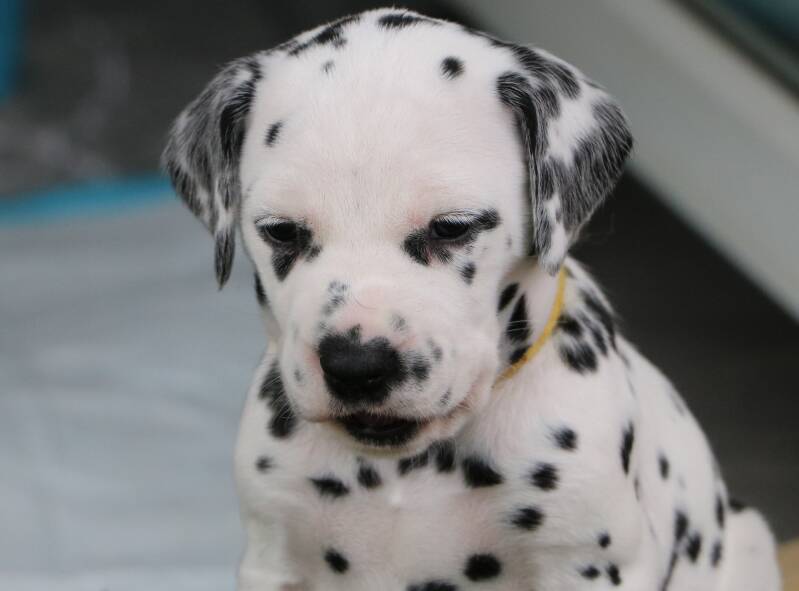 Dalmatiner Welpen von Helmuni (VDH/FCI)