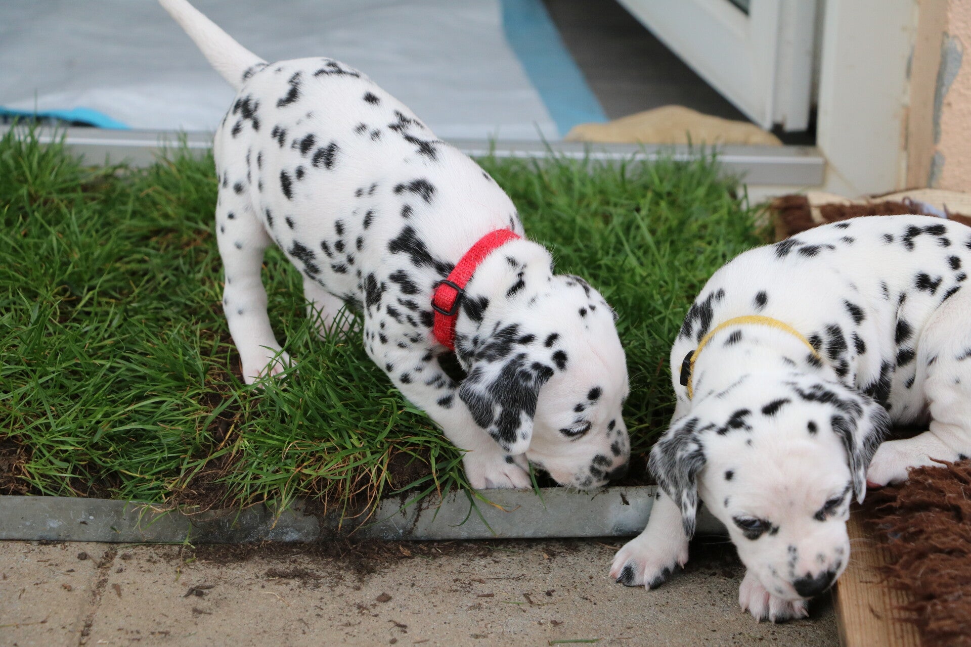 dalmatiner_von_helmuni_v-wurf_4wochen-jpg22-standard.jpg