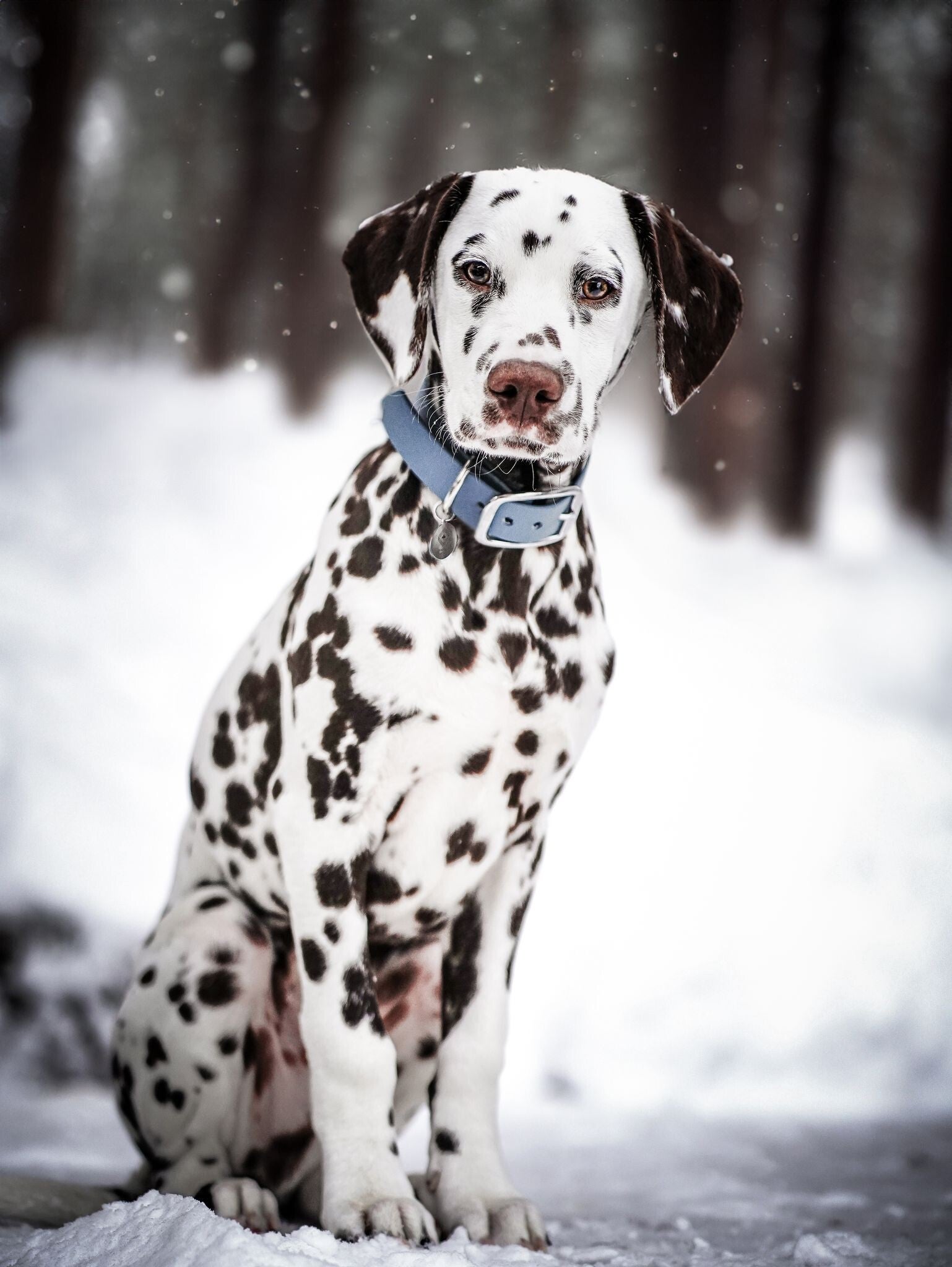 P-Wurf / Welpen | Dalmatiner von Helmuni (FCI)