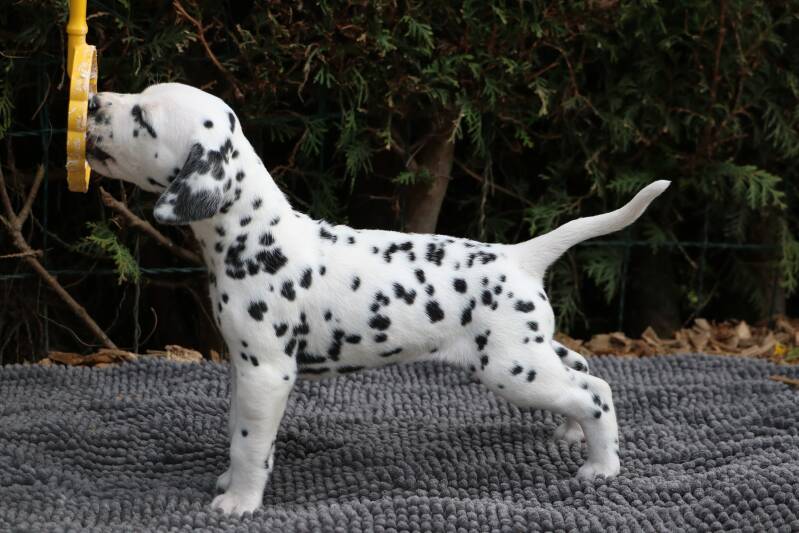 Dalmatiner Welpen in Bayern VDH