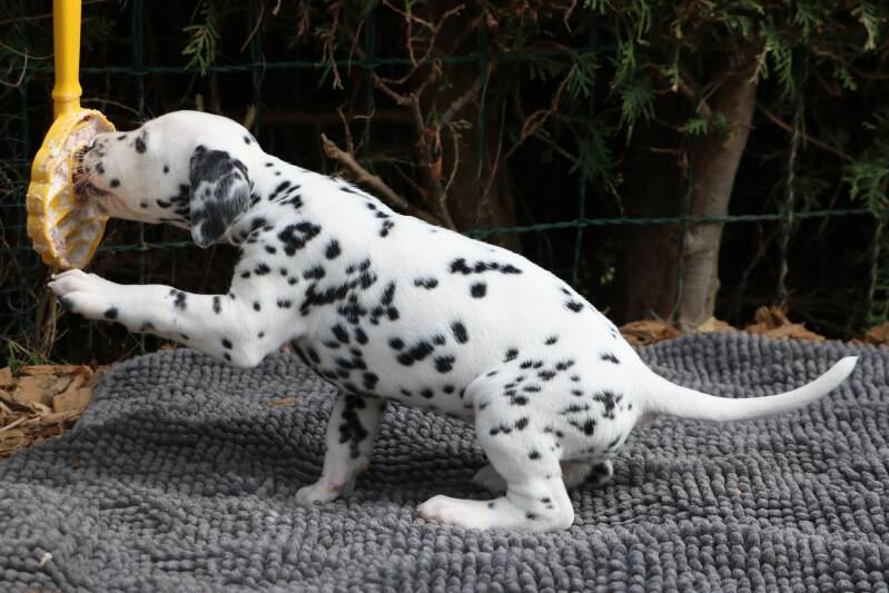 Dalmatiner Welpen in Bayern VDH