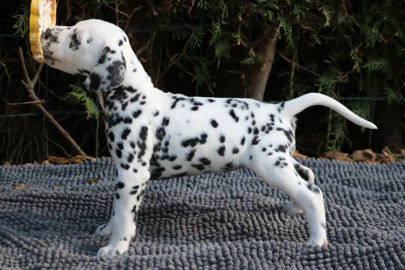 Dalmatiner Welpen in Bayern