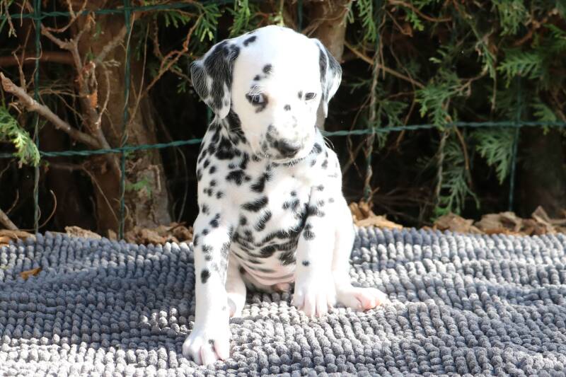 Dalmatiner Welpen in Bayern