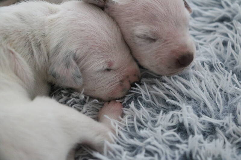 Dalmatinerwelpen mit VDH Papiere