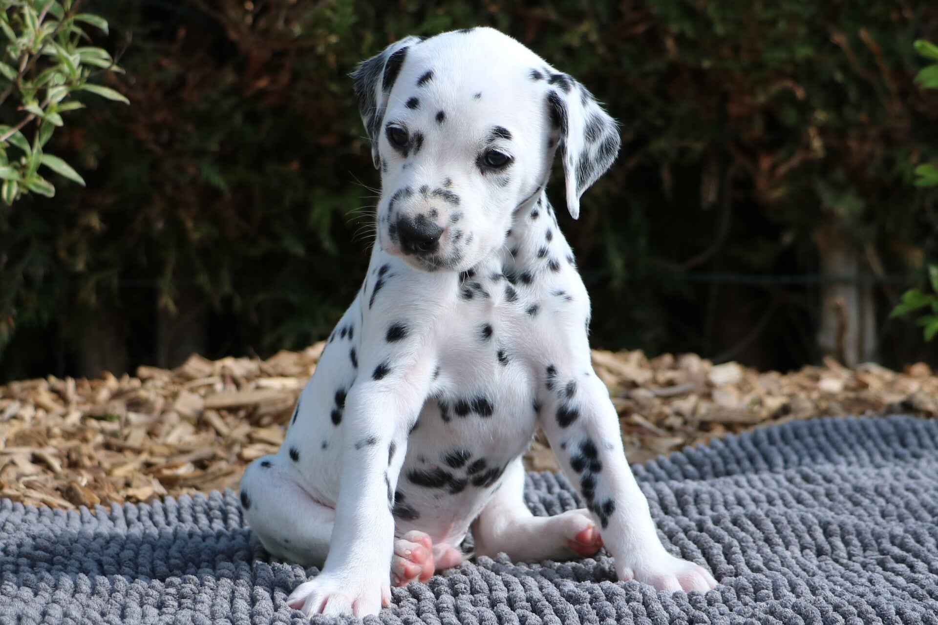 Dalmatiner Welpen von Helmuni (VDH/FCI)