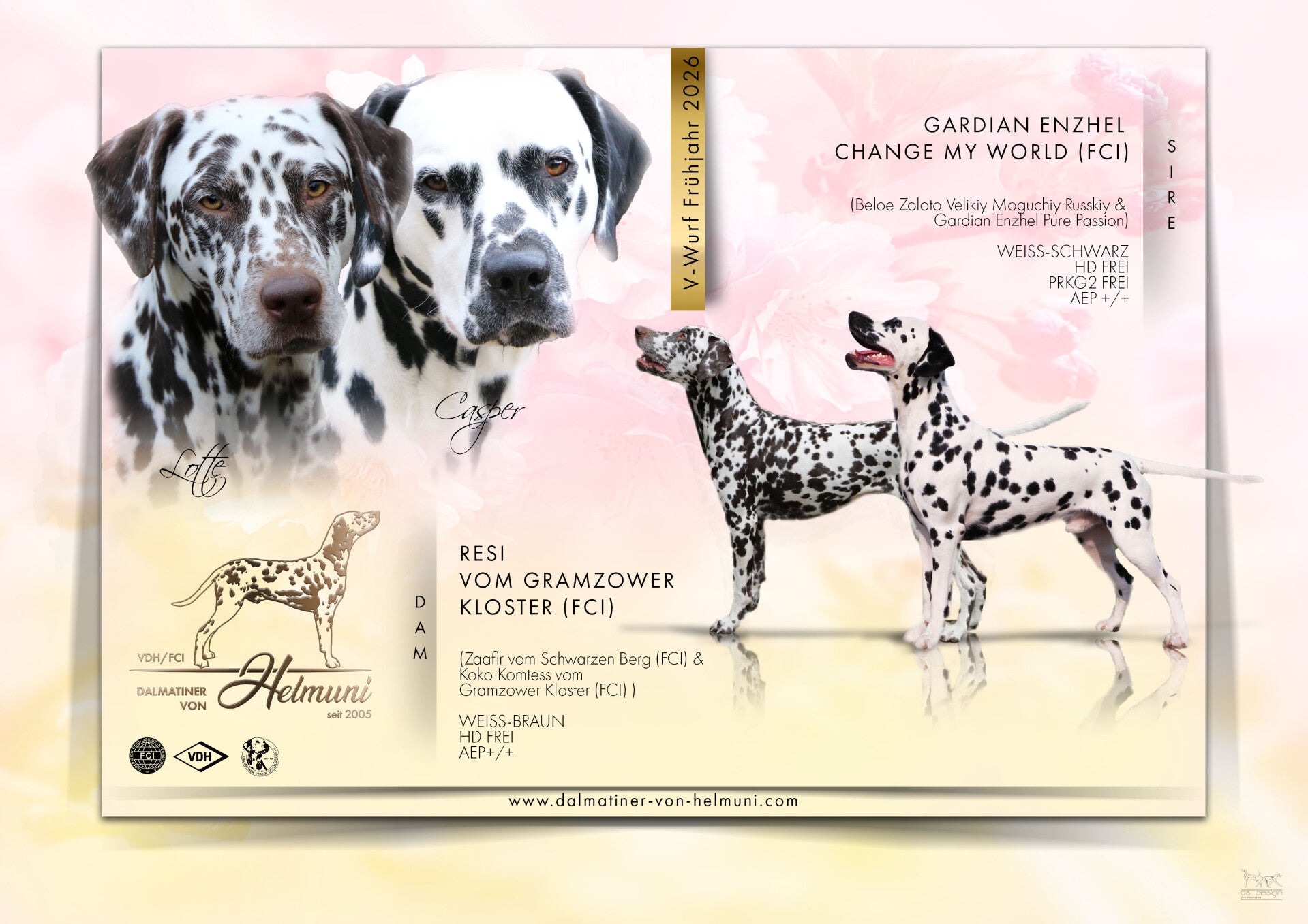 Dalmatiner Welpen in Bayern