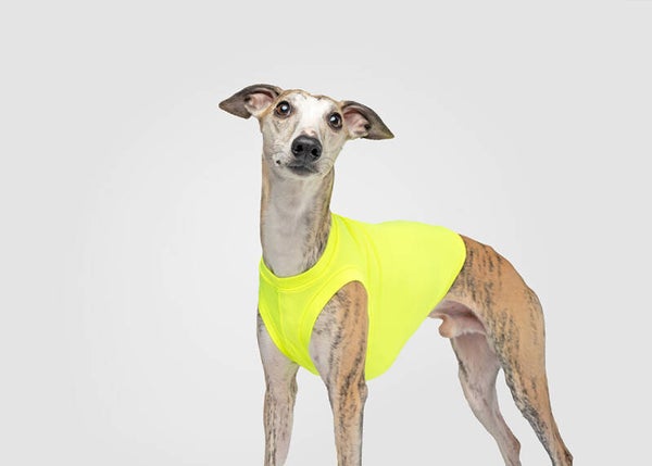 SUNBLOCKER NEON YELLOW