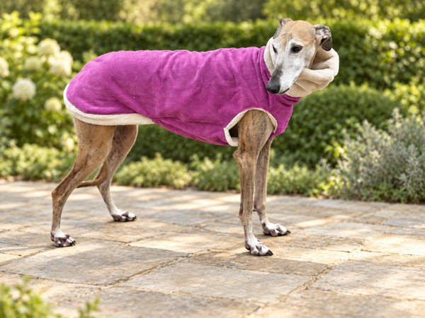 Fuchsia body met teddyvoering voor windhonden