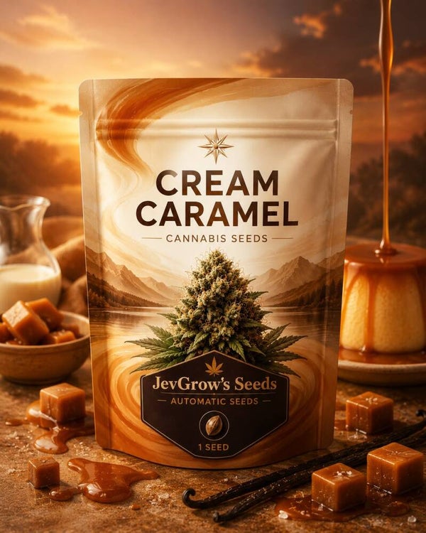 Cream Caramel Auto