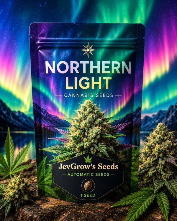 Northern Lights Auto