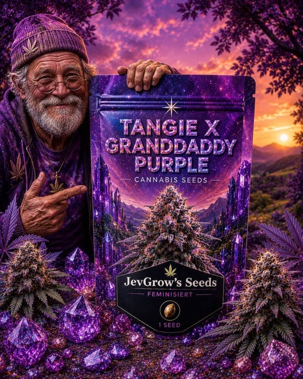 Tangie x Granddaddy Purple