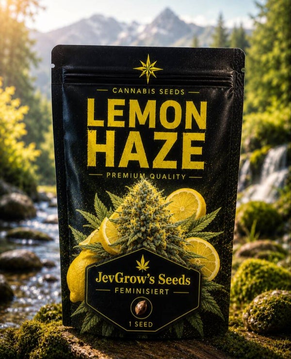 Lemon Haze Feminisiert