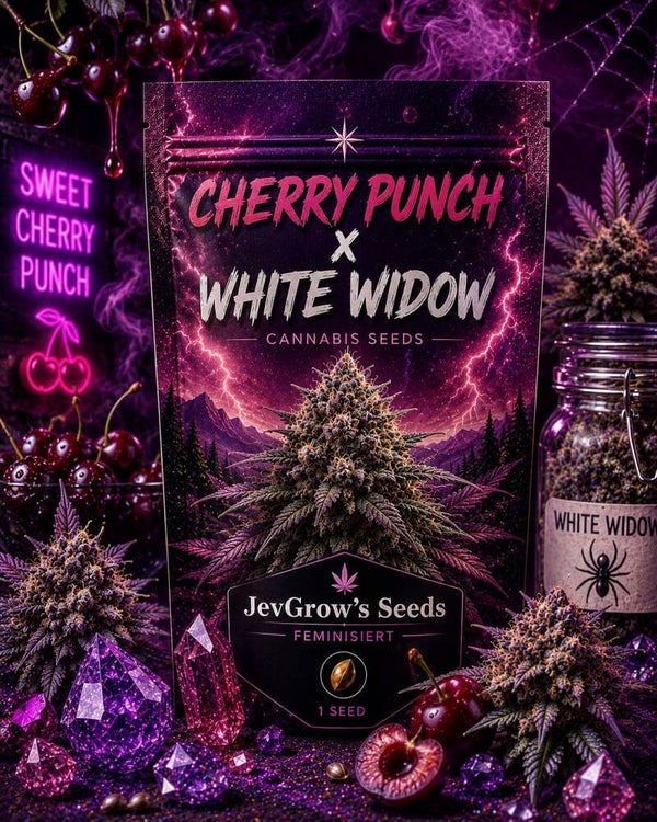 Cherry Punch x White Widow