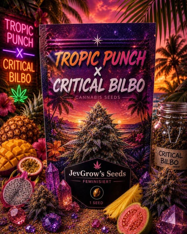 Tropic Punch x Critical Bilbo    • Genotyp: Hybrid (Indica 70% / Sativa 30%)