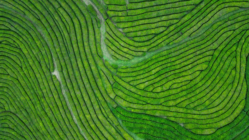 thea plantage Azores