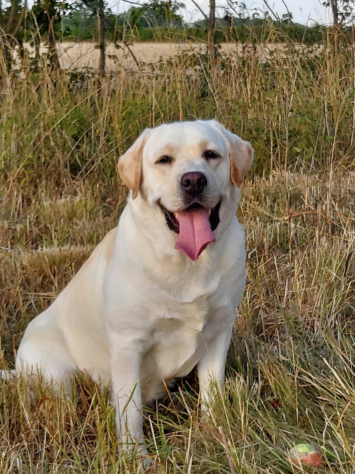 Regular Labobos Boys | Willokin Labradors