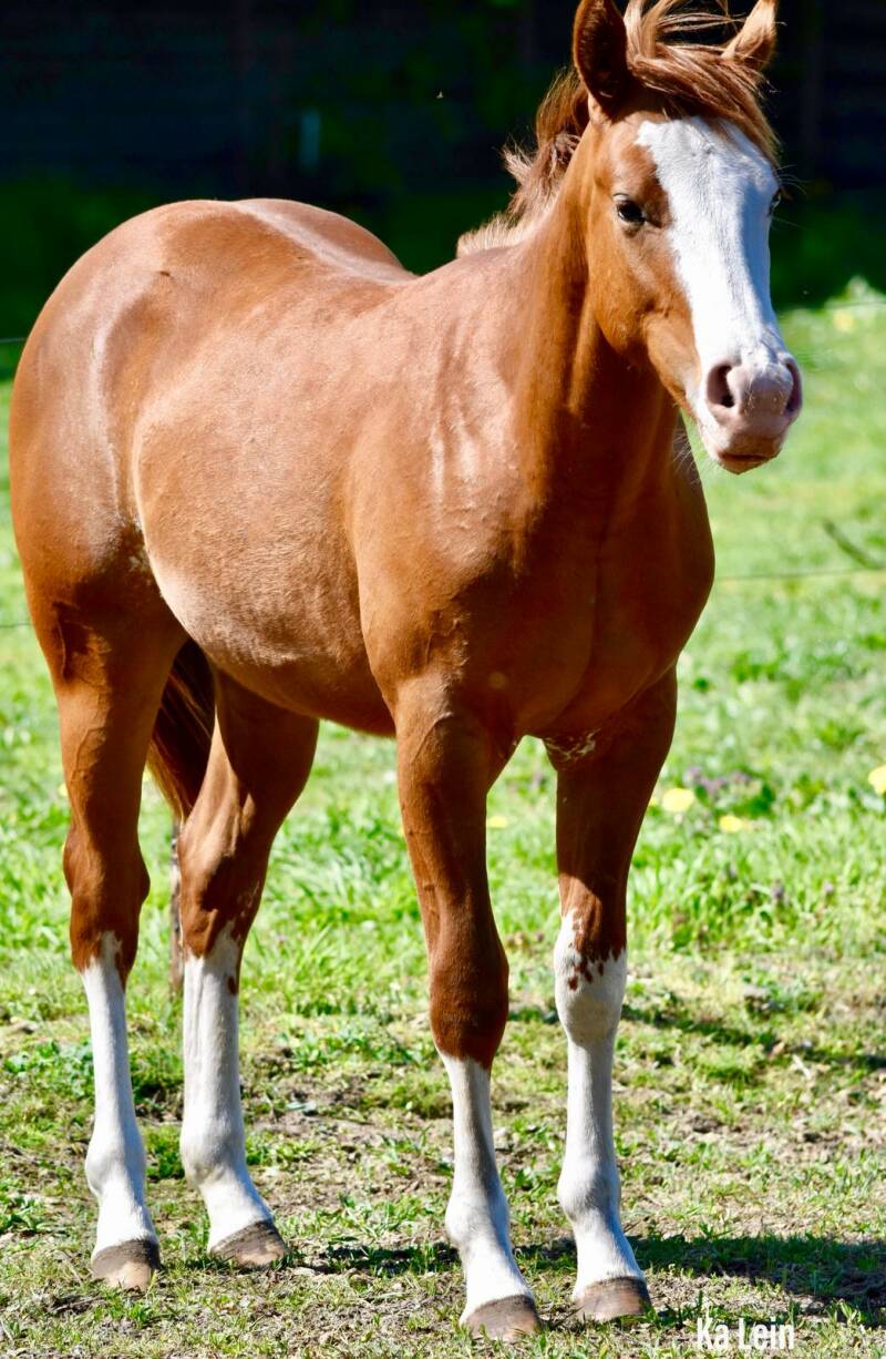 Magnum chic dream electric Snow