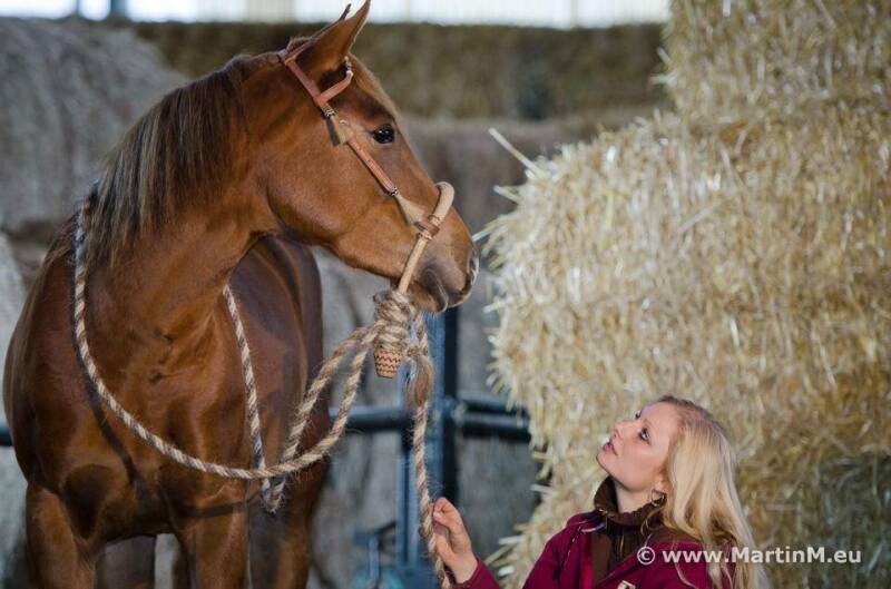 Bosal Training Western