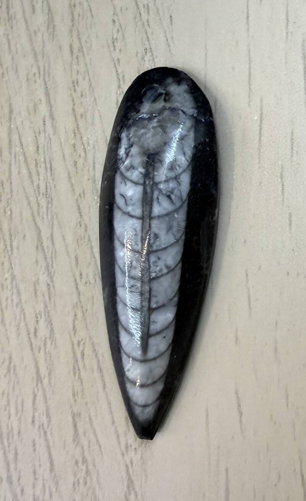 Pendentif Orthoceras