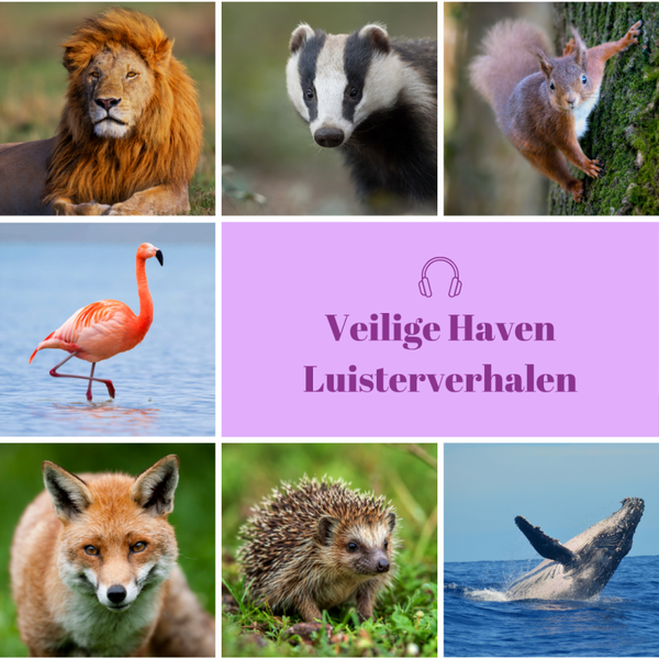 Album Veilige Haven Luisterverhalen