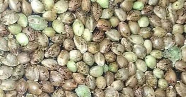 Beans mix 1