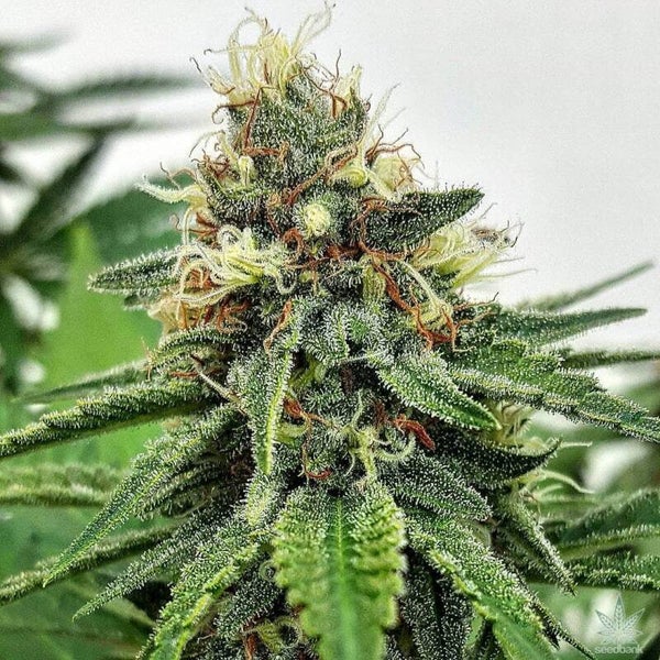 Ak-47 (Auto flower beans)