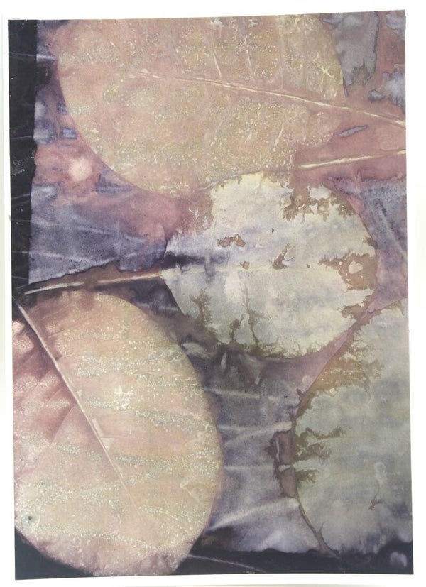 Cotinus