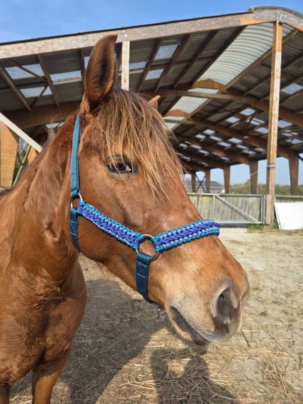 Licol plat muserolle et montants