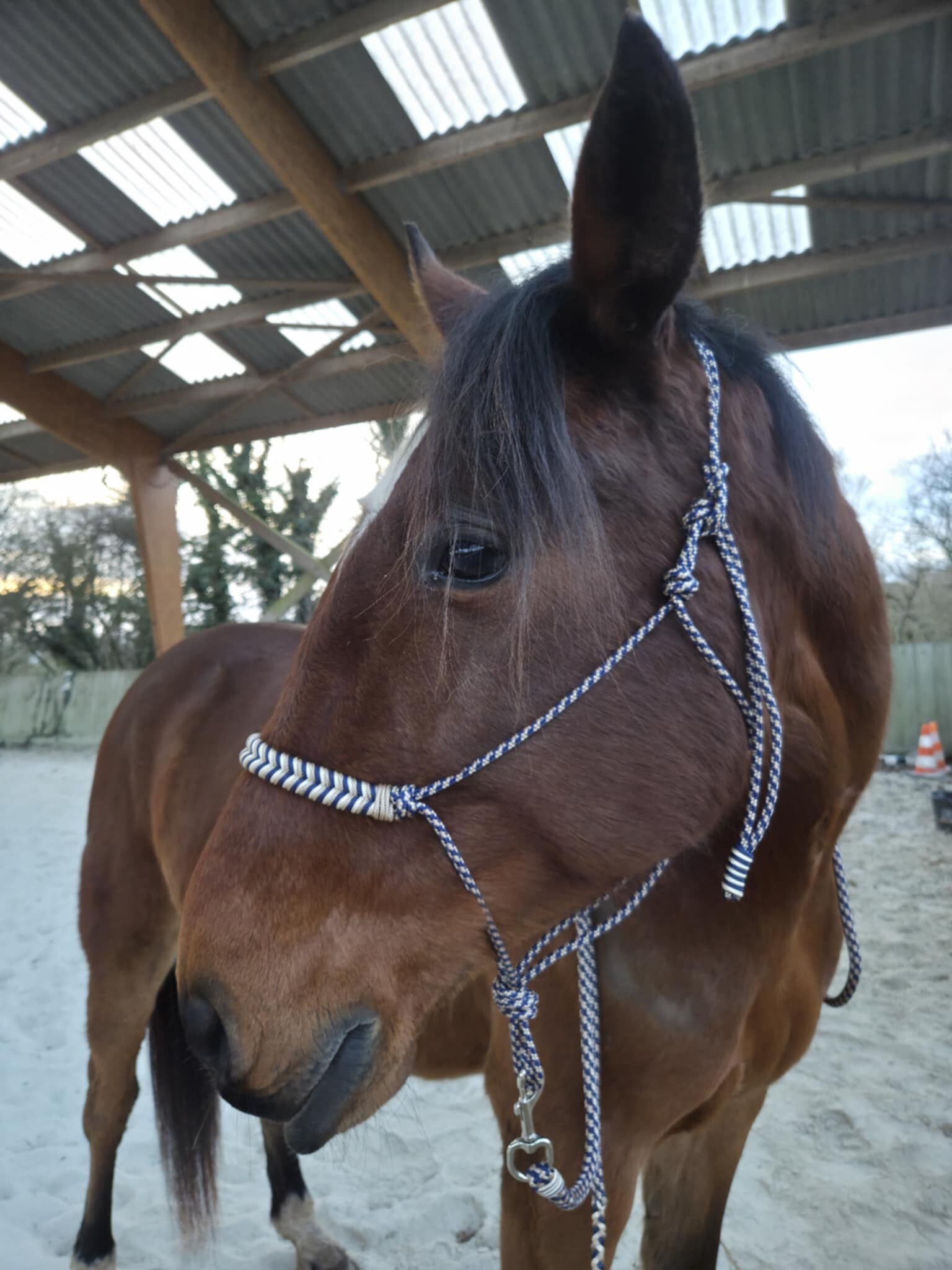 Licol Isco + Cordelette