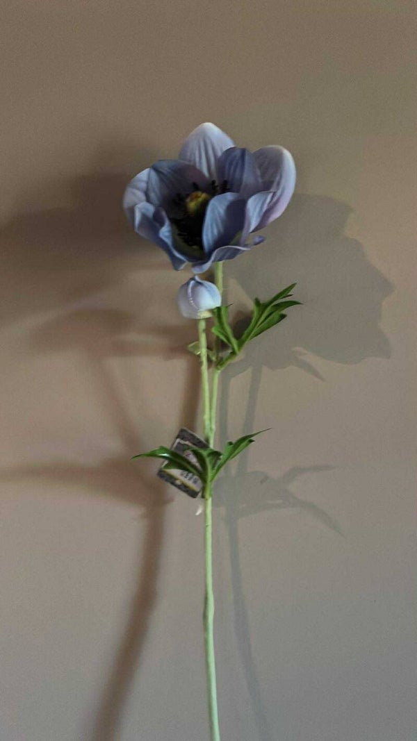 Anemoon - blauw - 65 cm