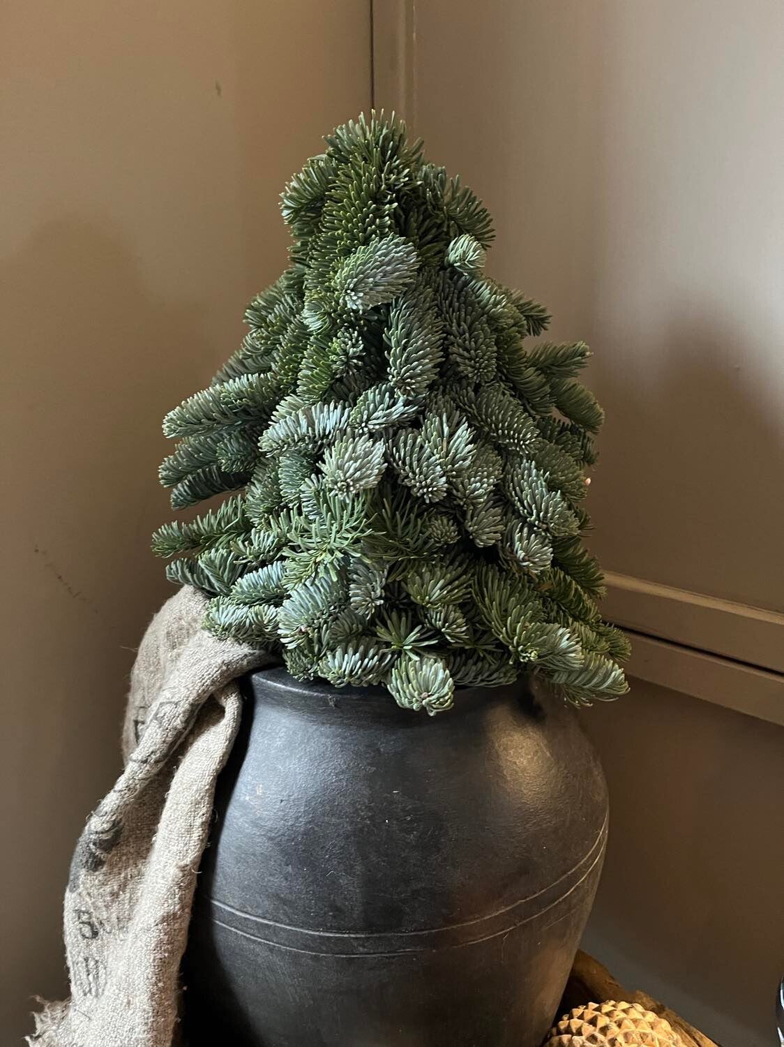 Nobilis boompje - verschillende maten - vanaf