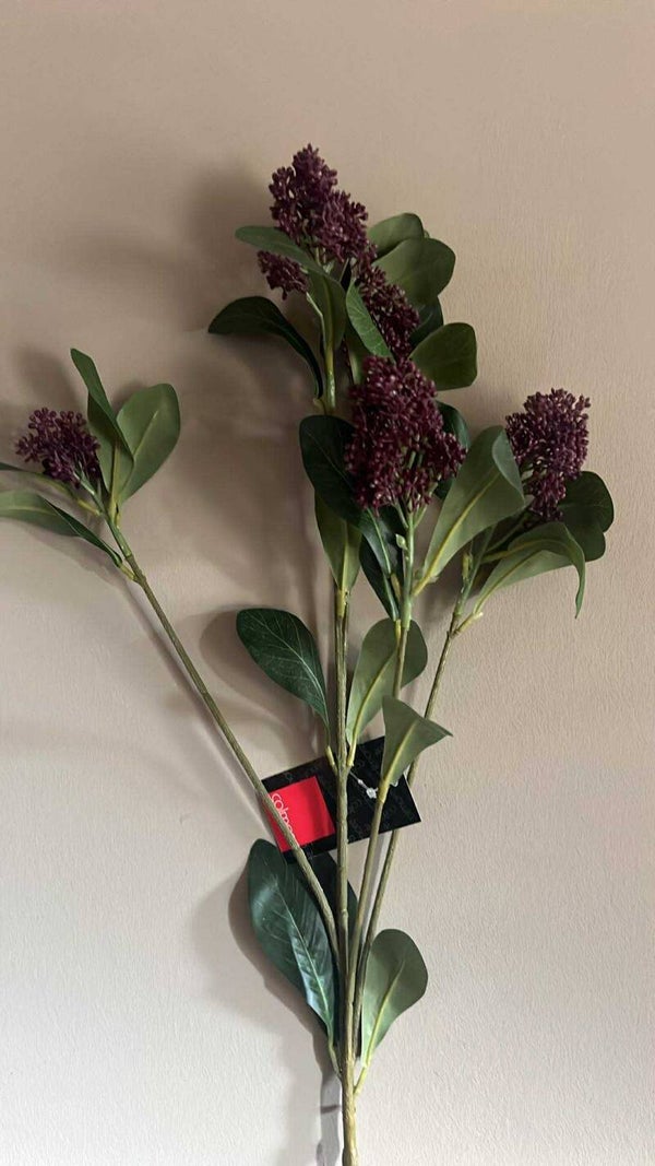 Skimmia