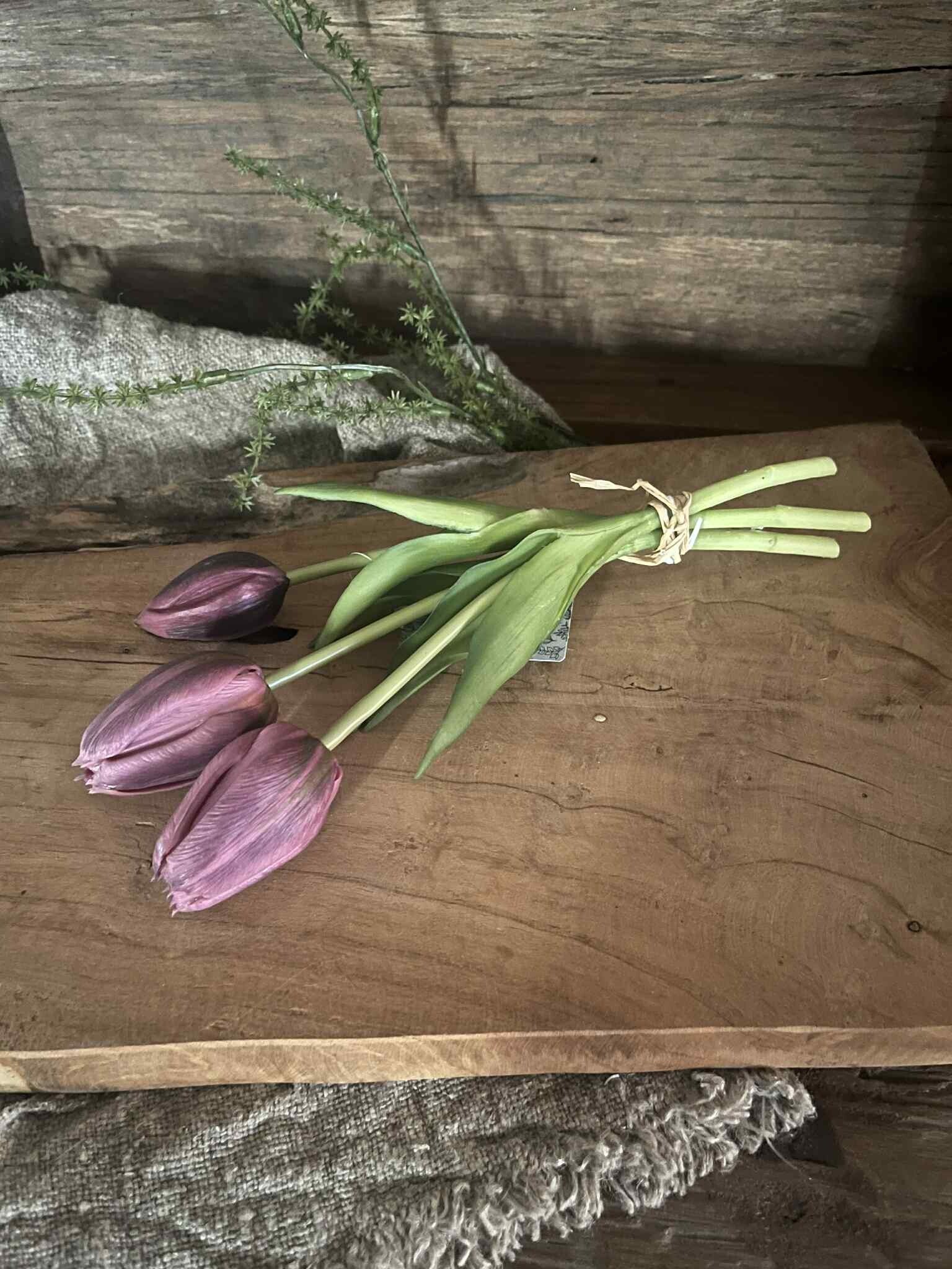 Tulp - Sarah - purper